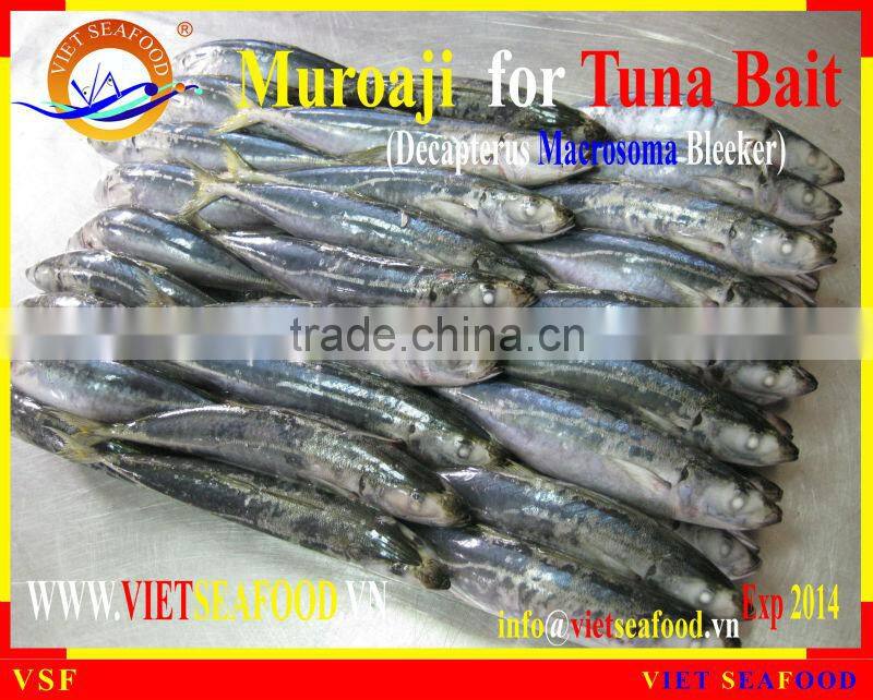 FROZEN MUROAJI FOR TUNA BAIT