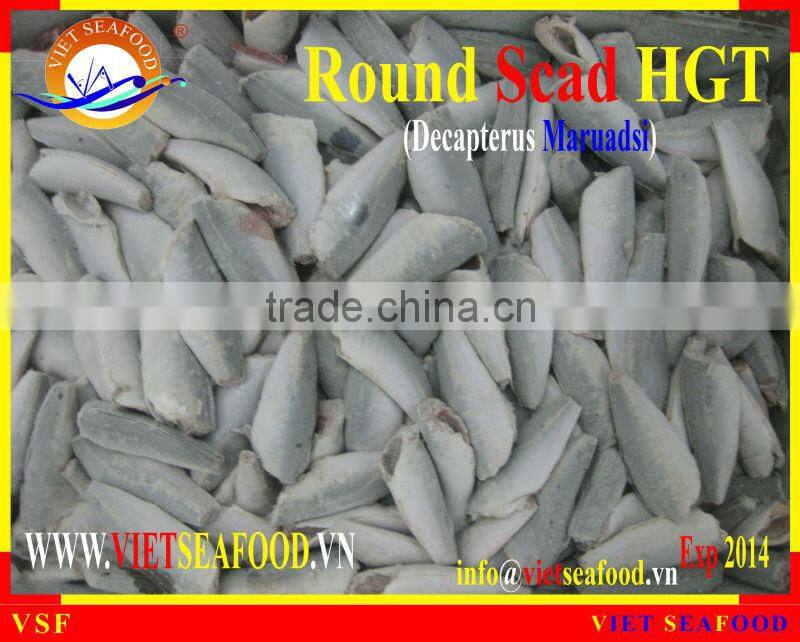 FROZEN HORSE MACKEREL HGT