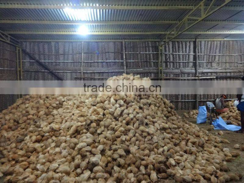 Fresh SemiHusked Cocount