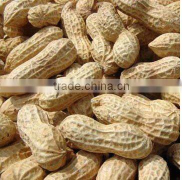 Shandong organic roasted and blanched peanut
