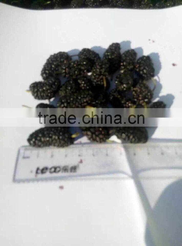 2016 Hot sale IQF mulberry