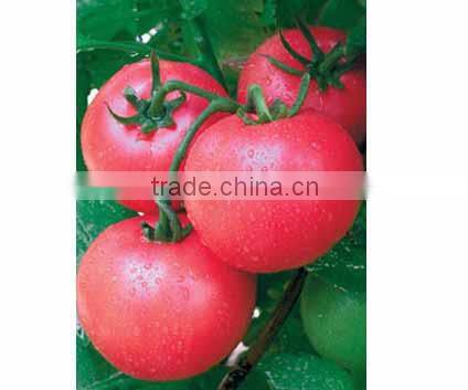 Hybrid F1 Chinese Best Indeterminate Growth Big Pink Tomato Seeds For Sale-Super Pink King