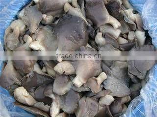 salted oyster mushroom in brine
