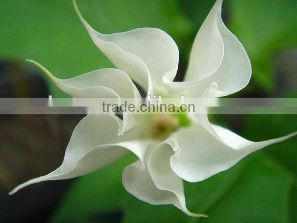 Bulk Supply White Crystalline Scopolamine-Powder-99%