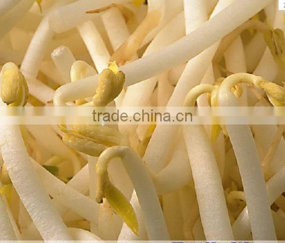 hot selling bean sprouter machine /automatic High efficiency Soybean machine