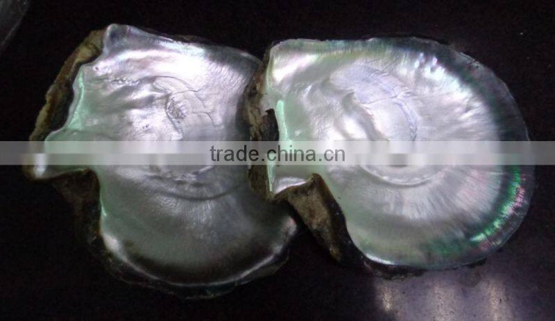 NEW polished tahiti black lip shell plate