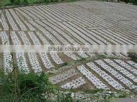 agriculyural film /greenhouse film