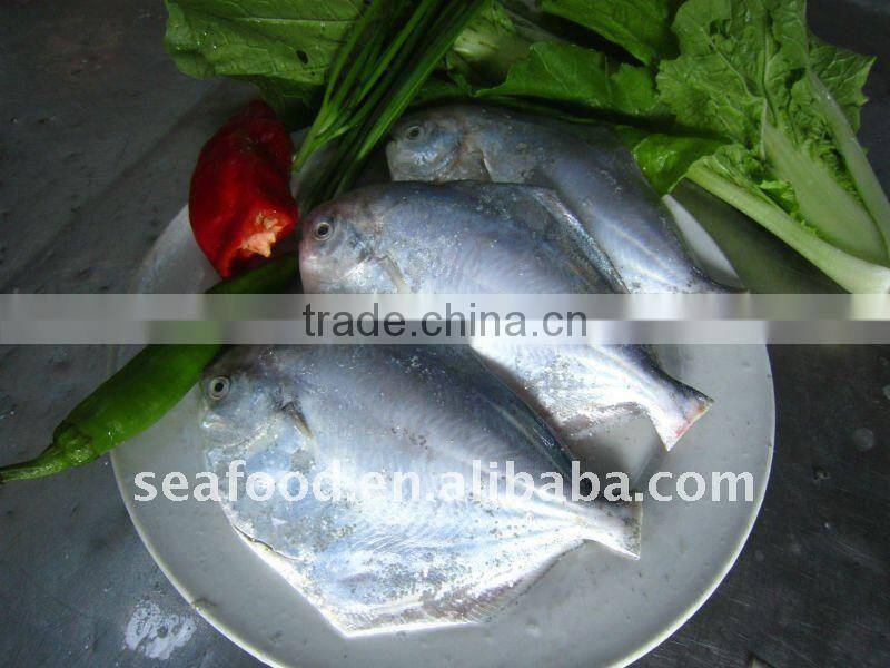 swallowtail butterfish grey pomfret pampus nozawae