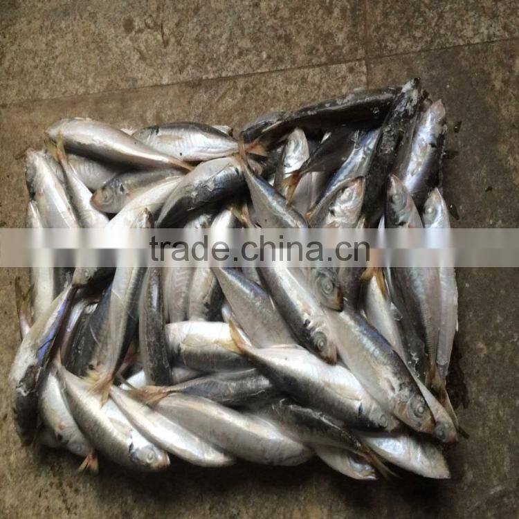 Frozen mackerel blue scad frozen blue mackerel for wholesale