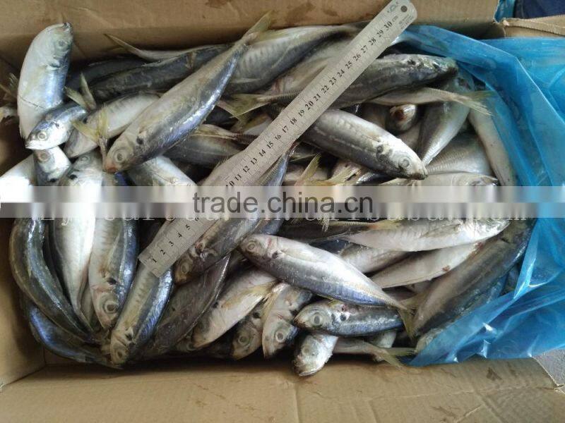 China frozen horse mackerel fish yellow tail fishing trawlers