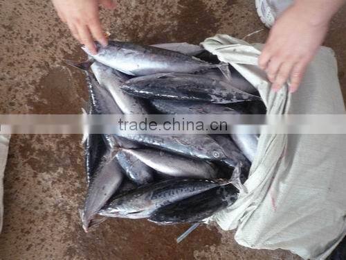 frozen bonito fish