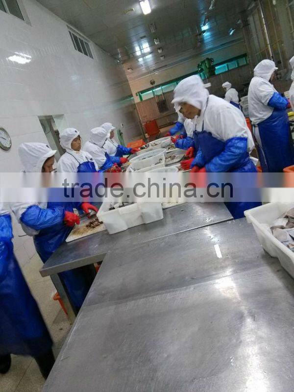 Supply frozen Spanish mackerel (scomberomorus niphonius)