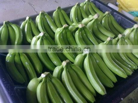 FRESH PREMIUM CAVENDISH BANANA