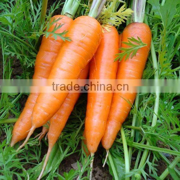 baby carrot fresh from Chinese carrot exporter