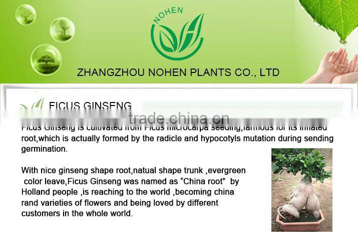 FICUS GINSENG BONSAI