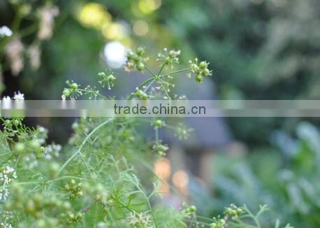 CORIANDER SEED OIL