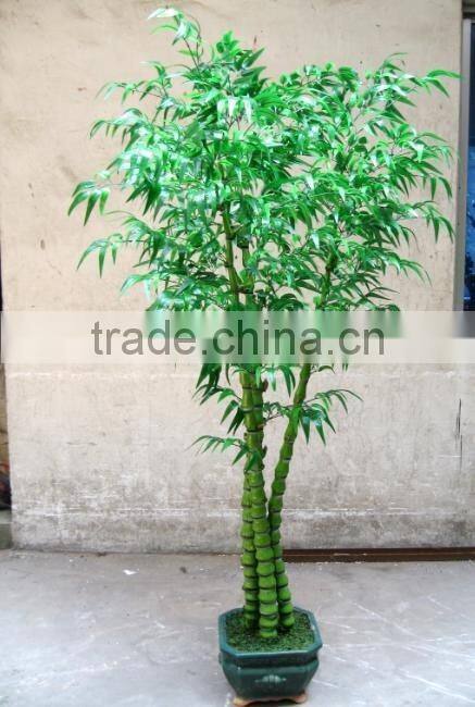 2016 Indoor bonsai trees bonsai plant sale bonsai plants bamboo