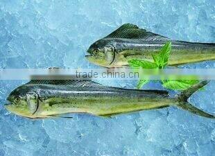 frozen whole and round mahi mahi fillet 1000+