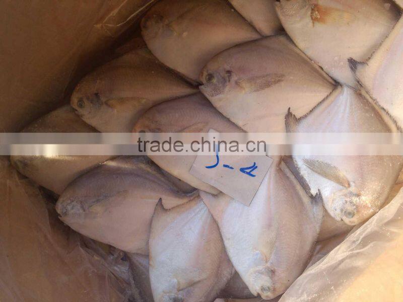 fresh super quality frozen silver pomfret 150-200,200-250g