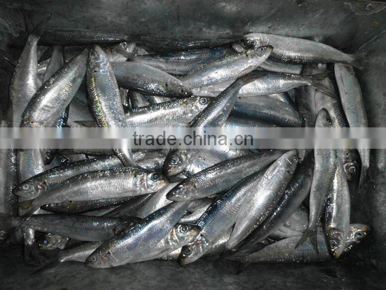 Factory price fish lure sardine of CE and ISO9001 standard