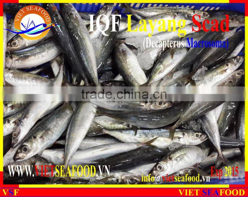 IQF LAYANG SCAD WHOLE ROUND