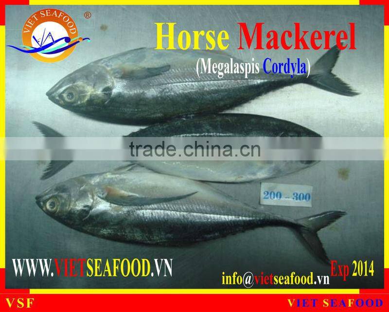 W/R FROZEN HORSE MACKEREL