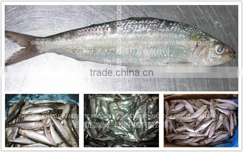 for market fresh fish frozen sardine 120-150g