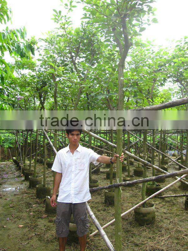 Tabebuia chrysantha yellow flower tropical trees