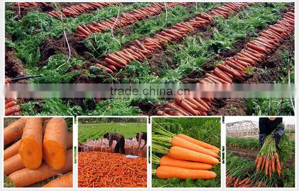 Chinese New carrot/Frozen Red Carrots for sale