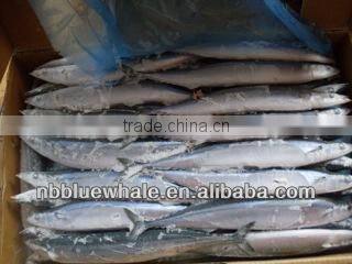 New Coming Frozen Pacific Saury