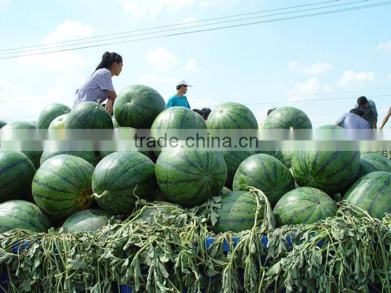 Xingyan JF chinese watermelon hybrid seed