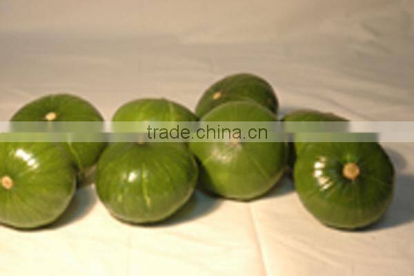 Planting hybrid squash vegetable seeds