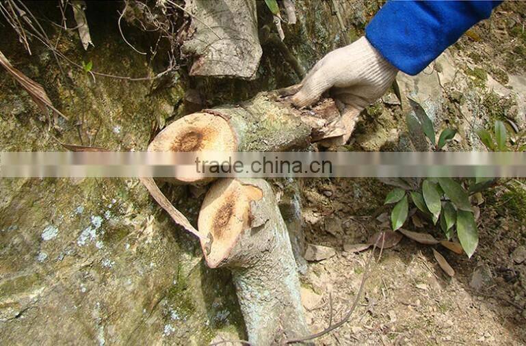 portable chain saw Type and Petrol / Gas Power Type gasoline chain saw Spart parts