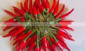 HIGH QUALITY JAPAN SWEET POTATO