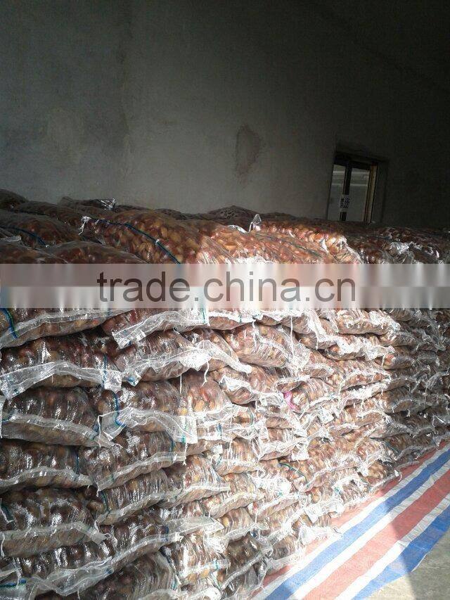 high quality 5kg gunny bag fresh chinese chestnut for Jordan