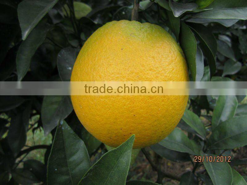 2012 new crop navel orange