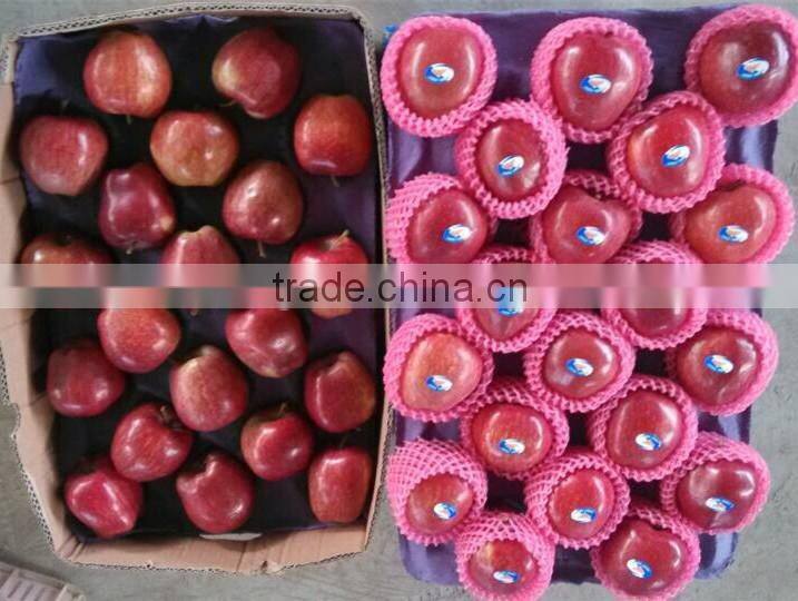 fresh Chinese red onion