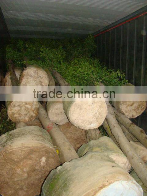 blooming Bauhinia variegata L of outdoor decorative ornamental landscape plants