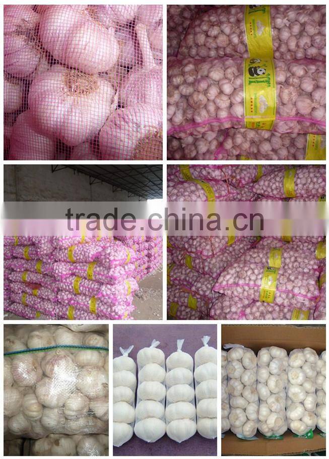 Chilli foodstuff sweet pepper seeds quality paprika seeds