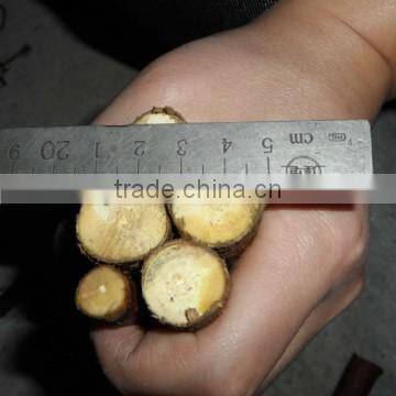 Licorice Root Cutter for Long Sections