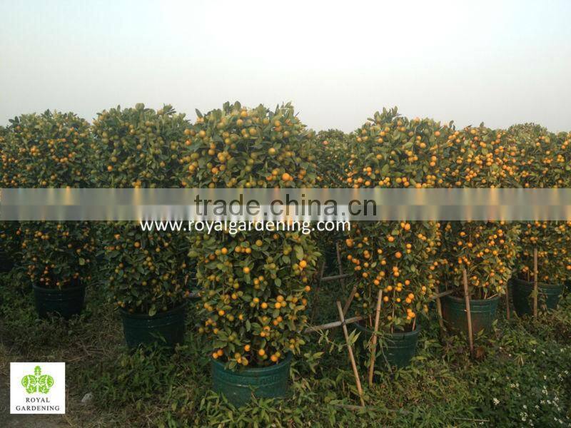 Citrus mitis ( Citrofortunella microcarpa) orange tree nursery
