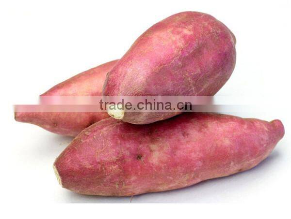 Sweet Potato Peeling Machine / Pachyrhizus Peeling Maching