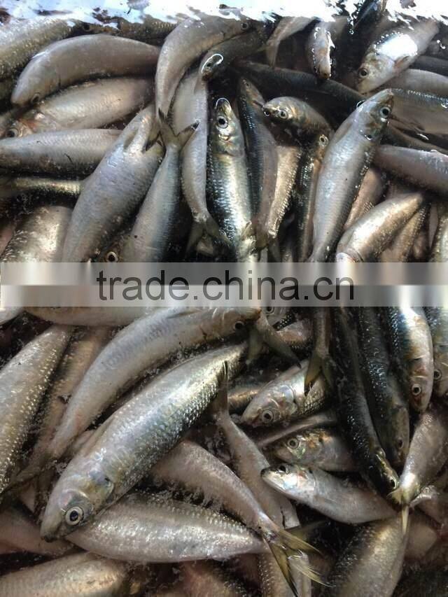 frozen sardine fish