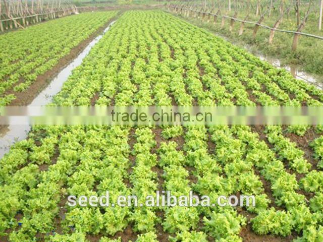 good quality lettuce seeds for planting