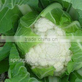 Best quality frozen cauliflower
