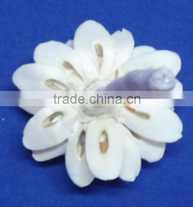Sola flower