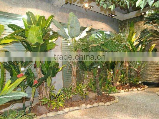 Large banana tree in group