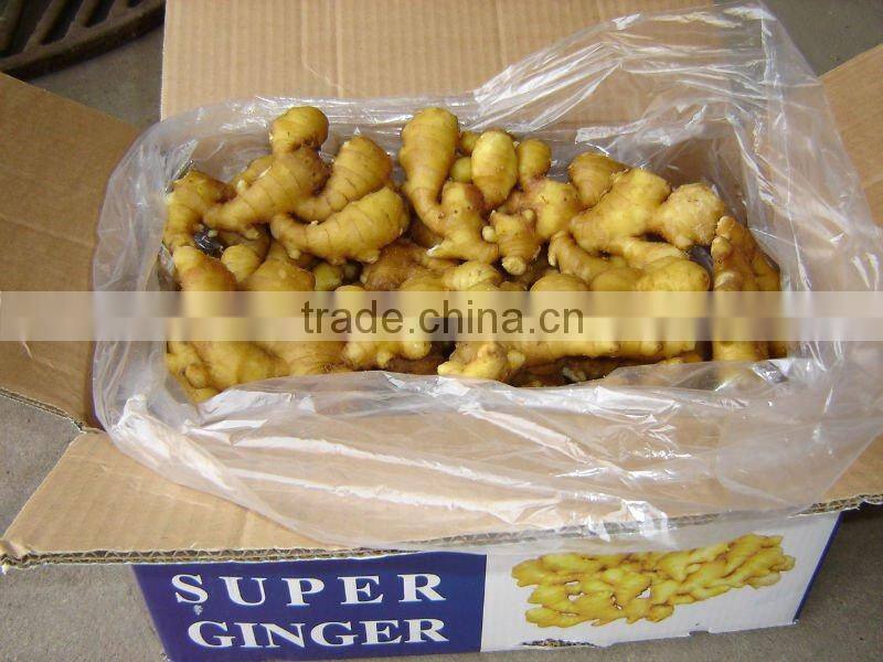 new crop fresh ginger