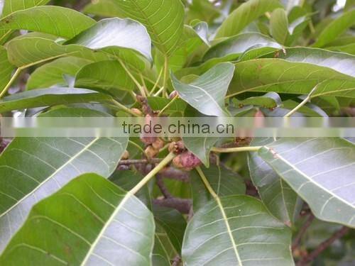 Ficus altissima