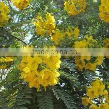 CASSIA OIL